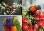 Australian Colourful Birds 2025 Calendar alternate 1