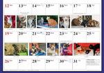 Australian Cats 2025 Calendar alternate 2