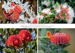 Australia's Flora & Fauna 2025 Calendar alternate 1