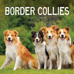 2025 Border Collies Calendar thumbnail