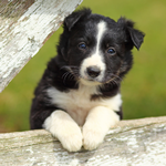 2025 Border Collies Calendar alternate 1