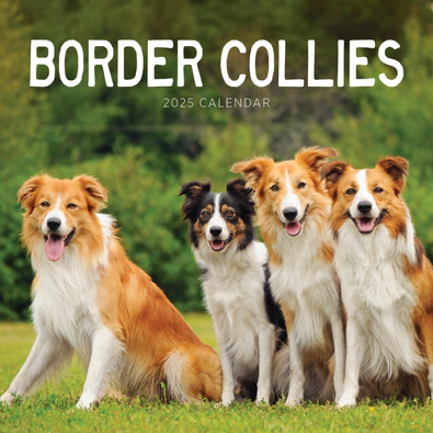 2025 Border Collies Calendar cover