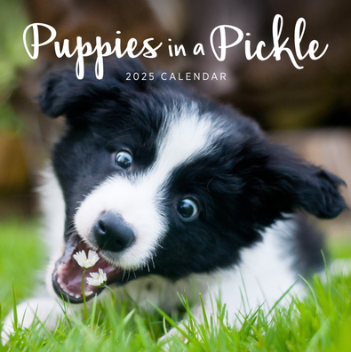 2025 Puppies in a Pickle Calendar cover