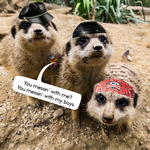 2025 Gangs of Meerkat Manor Calendar alternate 1