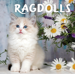 2025 Ragdolls Calendar thumbnail