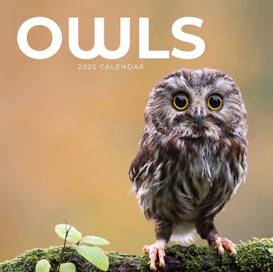 2025 Owls Calendar cover