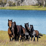 2025 Our Australia Wild Horses Calendar alternate 1