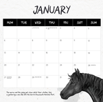 2025 Our Australia Wild Horses Calendar alternate 2