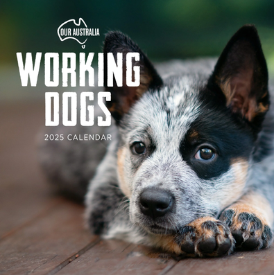 2025 Our Australia Working Dogs Calendar cover