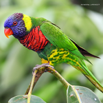 2025 Our Australia Exotic Birds Calendar alternate 1