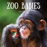 2025 Zoo Babies Calendar thumbnail