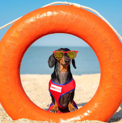 2024 Sausage Dogs Calendar - isubscribe.com.au