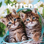 2025 Kittens Calendar thumbnail