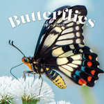 2025 Butterflies Calendar thumbnail