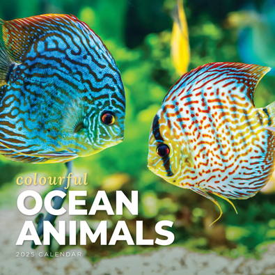 2025 Colourful Ocean Animals Calendar cover