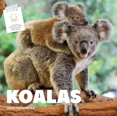 2025 Koalas Calendar cover