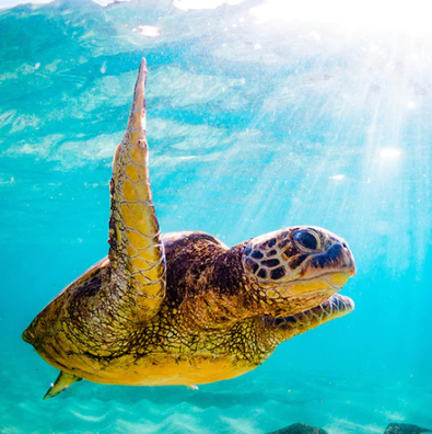 2024 Sea Turtles Calendar - Isubscribe.com.au