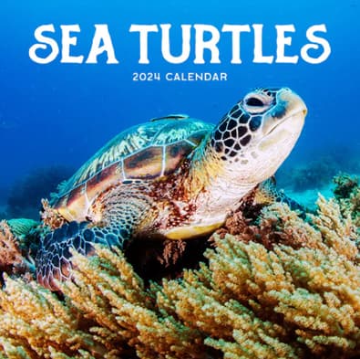 2024 Sea Turtles Calendar cover