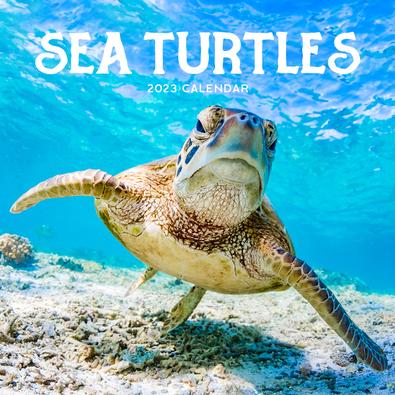 2023 Sea Turtles Calendar - isubscribe.com.au