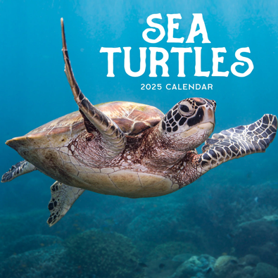 2025 Sea Turtles Calendar cover