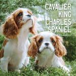 2025 Cavalier King Charles Spaniel Calendar thumbnail