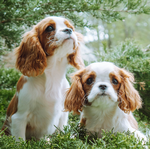 2025 Cavalier King Charles Spaniel Calendar alternate 1