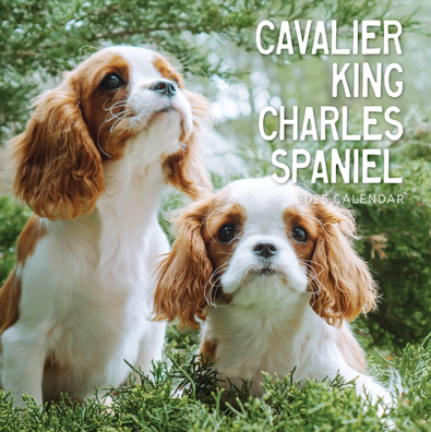 2025 Cavalier King Charles Spaniel Calendar cover