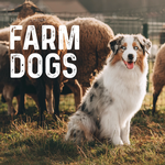 2025 Farm Dogs Calendar thumbnail