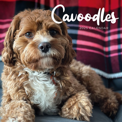 2025 Cavoodle Calendar cover