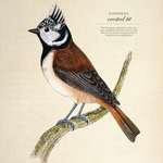 2025 Illustrated Birds Calendar alternate 1