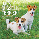 2025 Jack Russells Calendar thumbnail