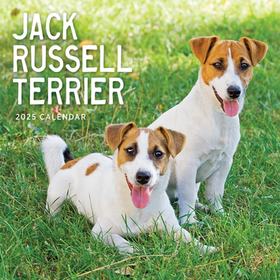 2025 Jack Russells Calendar cover