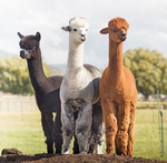 2025 Alpacas Calendar alternate 1