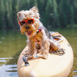 2025 Dogs on Vacation Calendar alternate 3