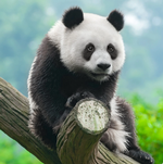 2025 Pandas Calendar alternate 3